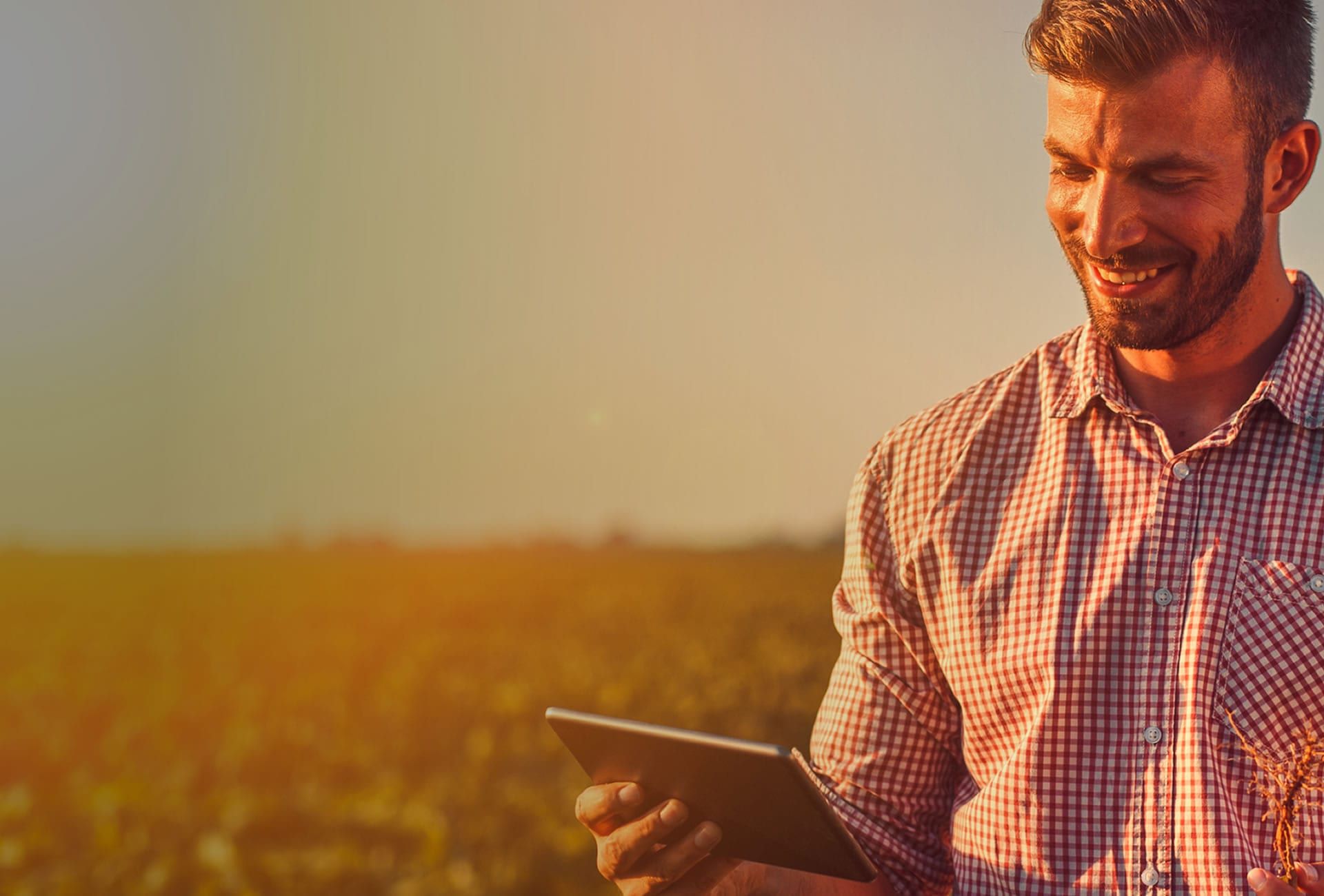 Produtor sorri olhando o tablet na lavoura, segurando uma planta arrancada com a raiz, na luz do fim de tarde